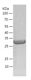 Recombinant Human FGF-17/人源FGF