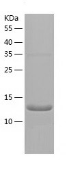 Recombinant Human TAF1/人源TAF1蛋