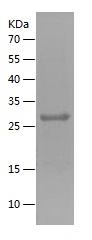 Recombinant Human GLIPR1/人源GLI