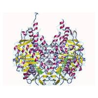 重组大鼠MAOB蛋白 | Recombinant MAOB, 206-505aa, His-tag