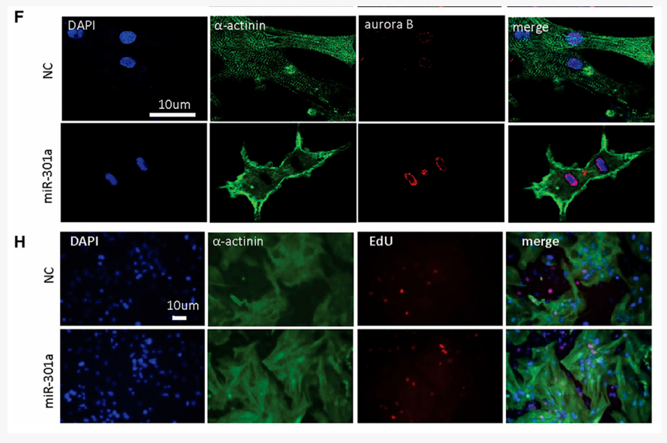 AAV靶向心脏研究指南