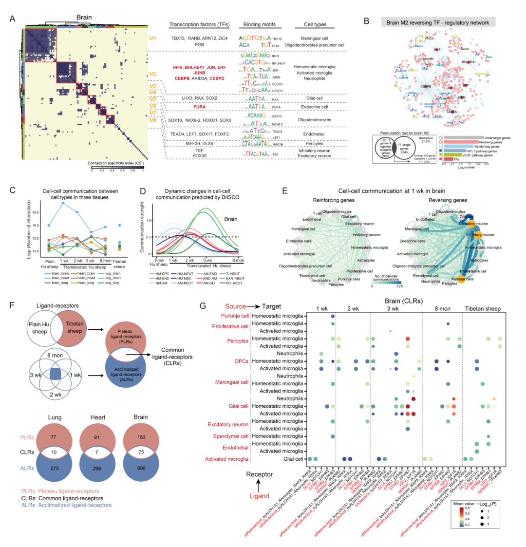 项目文章 | 单细胞+单细胞核测序揭示了表型可塑性与遗传进化的关系以及低氧适应的细胞调控机制