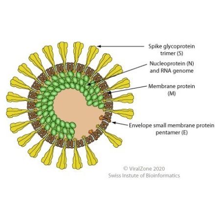 重组禽传染性支气管炎病毒Nucleoprotein蛋白