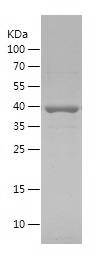Recombinant Human MSH2/人源MSH2蛋