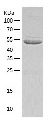 Recombinant Human IMPDH1/人源IMP