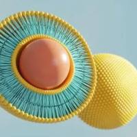 小麦胚芽凝集素（WGA）功能化脂质体作为OVA抗原递送载体用于研究鼻腔免疫效应