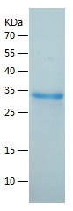 Recombinant Human MAF1/人源MAF1蛋
