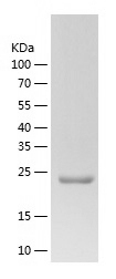 Recombinant Human EDN3/人源EDN3蛋