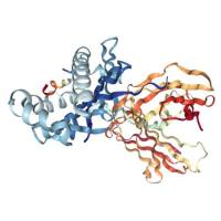 重组人HLA-DR蛋白 | Recombinant HLA-DR, 26-216aa, His-tag