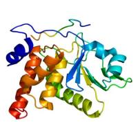 重组鸡贫血病毒Dual specificity protein phosphatase VP3蛋白