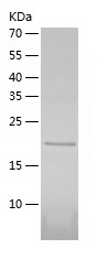 Recombinant Human ICAM4/人源ICAM