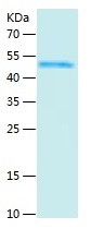 Recombinant Human PAFAH2/人源PAF