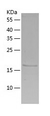 Recombinant Human LIN7C/人源LIN7