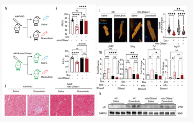AAV靶向心脏研究指南