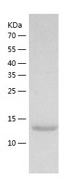 Recombinant Human PFDN4/人源PFDN