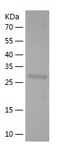 Recombinant Human PCDHB4/人源PCD