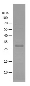 Recombinant Human CXCR4/人源CXCR