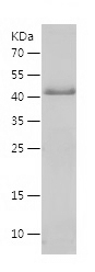 Recombinant Human CALN1/人源CALN