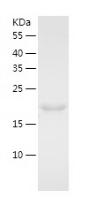 Recombinant Human NUDT3/人源NUDT