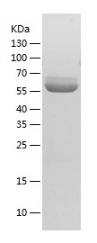 Recombinant Human GLIS1/人源GLIS