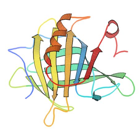 重组牛β-lactoglobulin蛋白 | Recombinant Bovine β-lactoglobulin