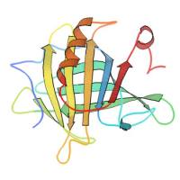 重组牛β-lactoglobulin蛋白 | Recombinant Bovine β-lactoglobulin