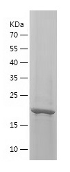 Recombinant Human FGF-12/人源FGF