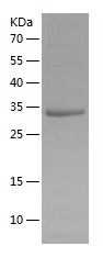 Recombinant Human MS4A12/人源MS4