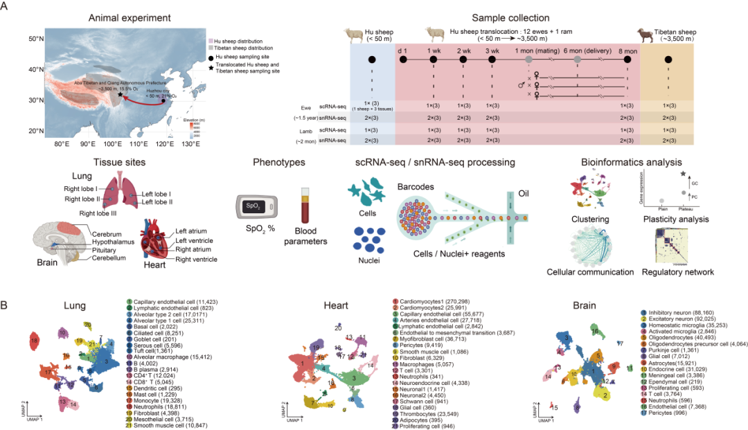 项目文章 | 单细胞+单细胞核测序揭示了表型可塑性与遗传进化的关系以及低氧适应的细胞调控机制