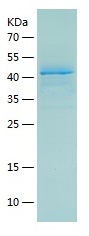 Recombinant Human INPP5J/人源INP