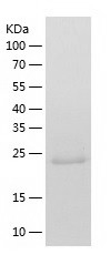 Recombinant Human RanBP3/人源Ran
