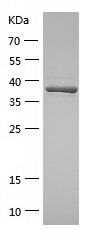 Recombinant Human METAP1/人源MET