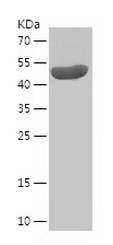 Recombinant Human SH3KBP1/人源SH