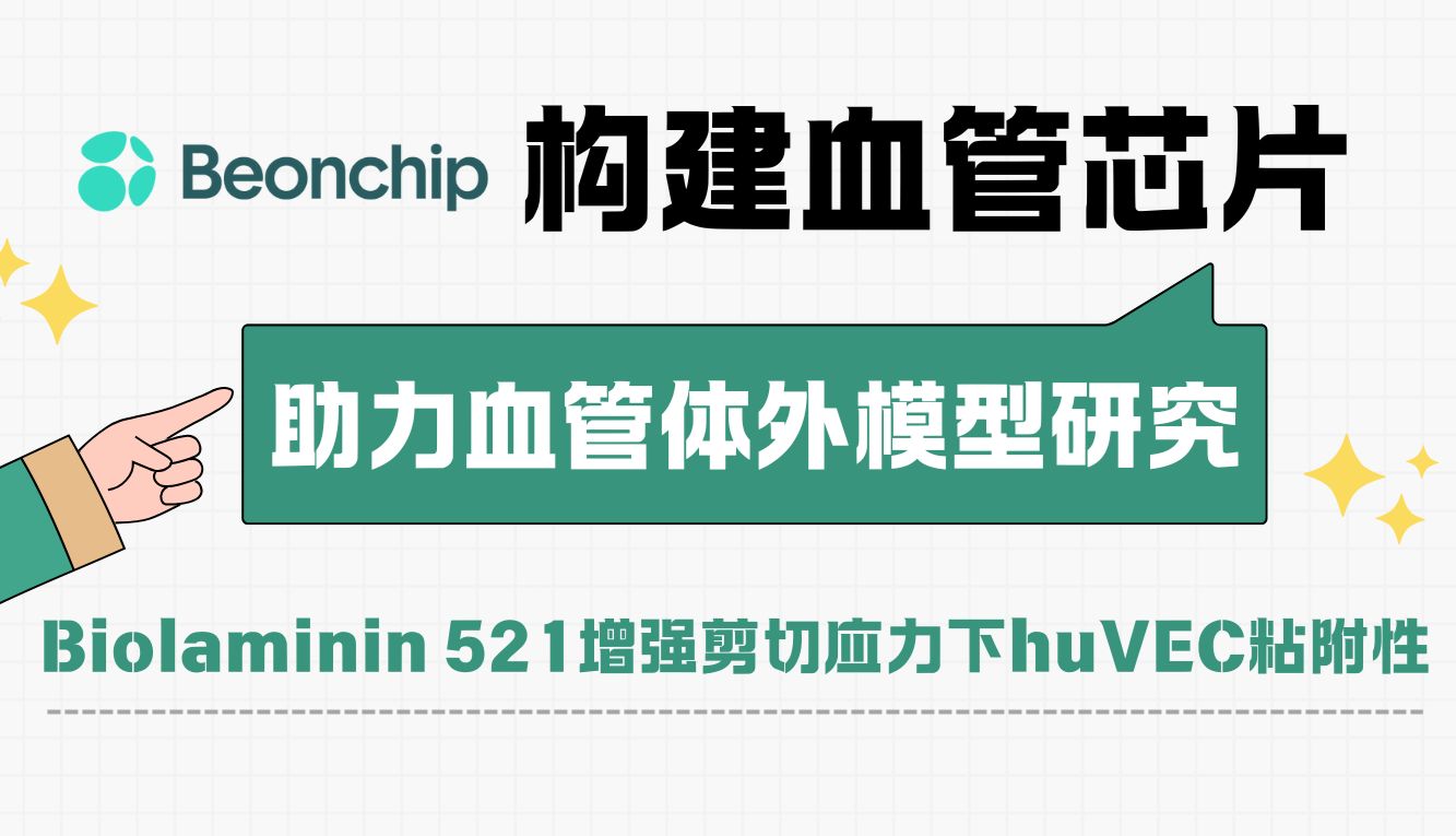 构建更好的血管芯片：Biolaminin 521能增强剪切应力下huVEC的粘附性