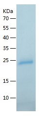 Recombinant Human IL-17A/人源IL-