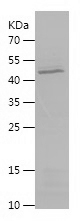 Recombinant Human DNASE1/人源DNA
