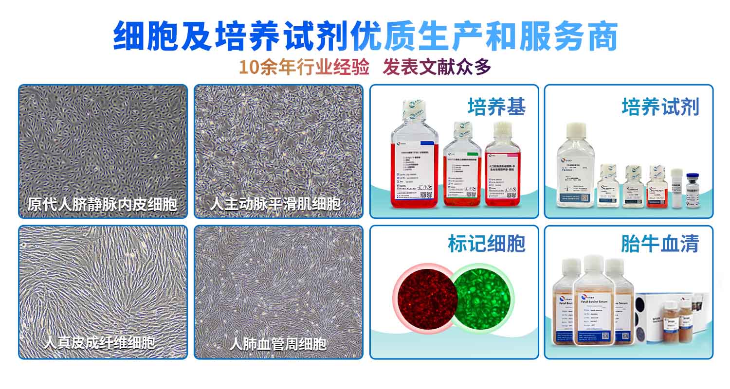 NCM460人正常结肠上皮细胞