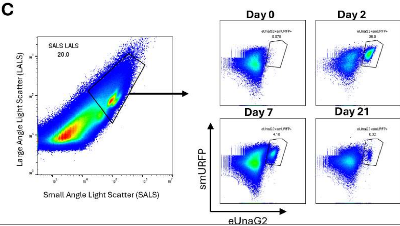 ApogeeFlow纳米流式仪文章分享,美国St. Jude 儿童研究医院研究团队发表名为In vivo Imaging and Tracking of VRE-microbiota Interactions via Anaerobic Fluorescent Reporters in Extremely Drug-resistant Bacteria报告