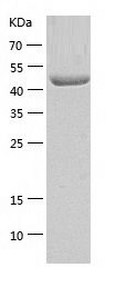 Recombinant Human ANXA7/人源ANXA