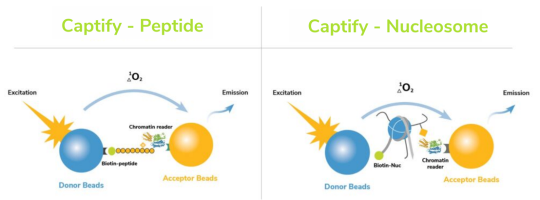新型染色质相互作用检测服务 新型染色质相互作用检测服务