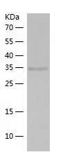 Recombinant Human PLCXD3/人源PLC