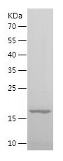 Recombinant Human BCL2L11/人源BC