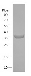 Recombinant Human MRPL53/人源MRP