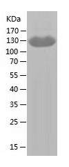 Recombinant Human Siglec-2/人源S