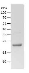 Recombinant Human FGF-17/人源FGF