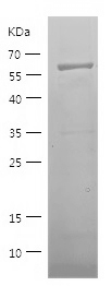 Recombinant Human ELAVL2/人源ELA