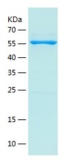 Recombinant Human KYNU/人源KYNU蛋
