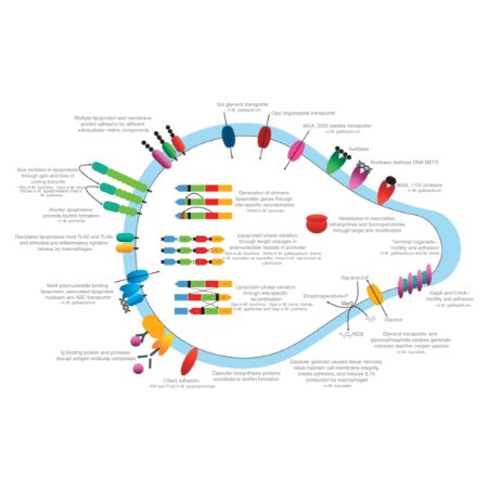 滑液囊支原体SsrA-binding(smpB)蛋白 | Mycoplasma synoviae SsrA-binding protein (smpB), 1-143aa, His-tag