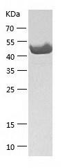 Recombinant Human ZNF70/人源ZNF7