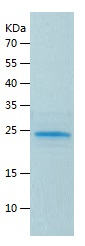 Recombinant Human LIN28A/人源LIN